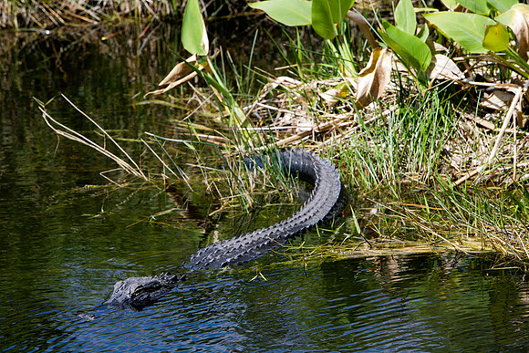 84673_ZV4N_1375_Everglades_Shark_Valley_FL_USA