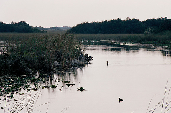 84694_EVERGLADES 33936__Azuley-R1-29A 1