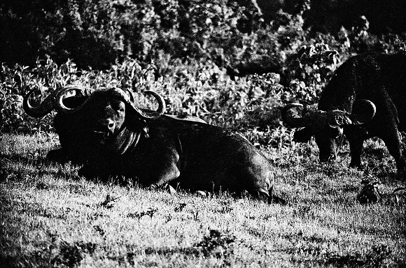 B3_82001_BW_194_New_Safari_Lion_Track_Africa_89_30