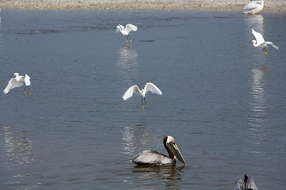 85545_ZV4N_7201_Miami_To_Sanibel_Island_FL
