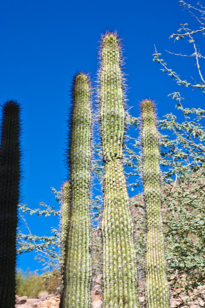 0031_La_Arizona_5L8Y5300