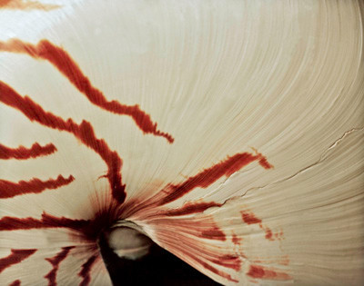 42474_FM_4X5_COLOR_NATNAUT_SHELLS_FL_04_08