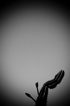 0031_La_Arizona_5L8Y5108