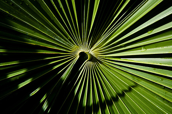 36140_DG_Color_USA_Miami_Beach_FL_Related_Group_South_of_Fifth36140_RELATED_DG_ZV4N3506