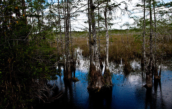 2527_EVERGLADES_MIAMI_FLORIDA_AOM_20090315__A0M1297