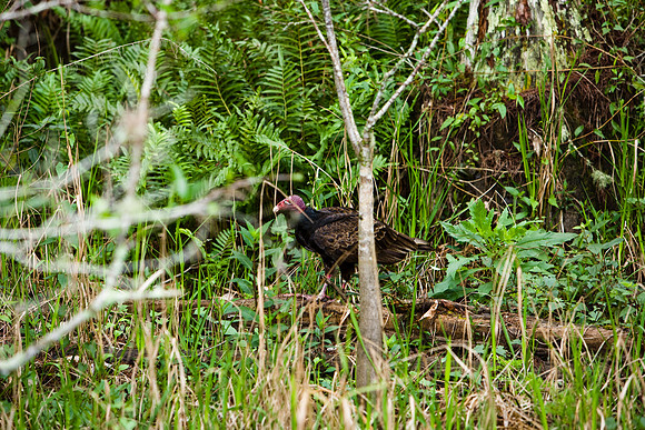 85535_20080323-ZV4N7740_Miami_To_Sanibel_Island_Florida_Everglades_FL_USA