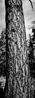 7575_FM_BW_CA_RED_WOODS_01_7.jpg