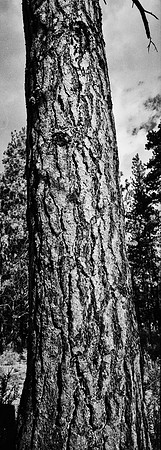 7575_FM_BW_CA_RED_WOODS_01_7.jpg