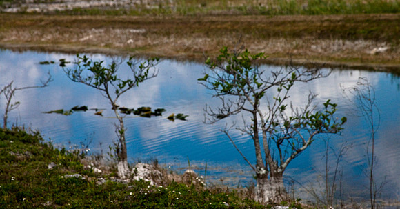 2527_EVERGLADES_MIAMI_FLORIDA_AOM_20090315__A0M1162