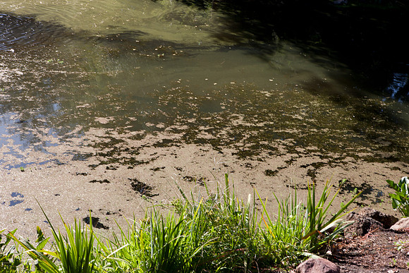 0024_DG_Yountvile_Napa_CA_USA_20095L8Y0054