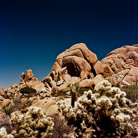 2334_FM_COLOR_JOSHUA_TREE_CA_02_10.jpg