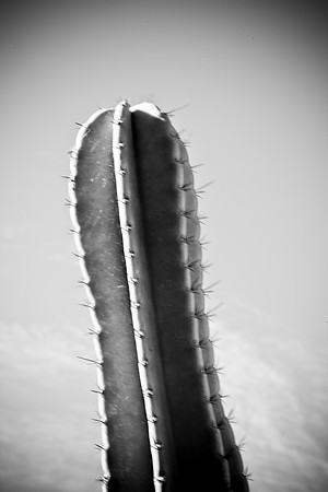 0031_La_Arizona_5L8Y5178