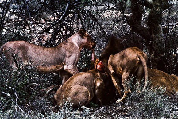 55448_SL_COLOR_LIONS_SUMBURU_KENYA_AFRICA_1989_1