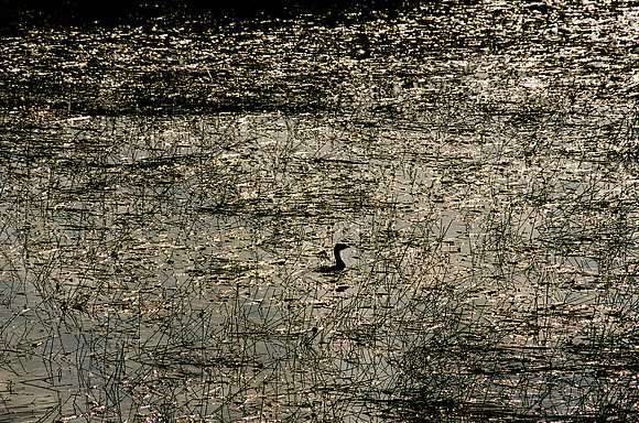 84694_EVERGLADES 33942__Azuley-R8-33