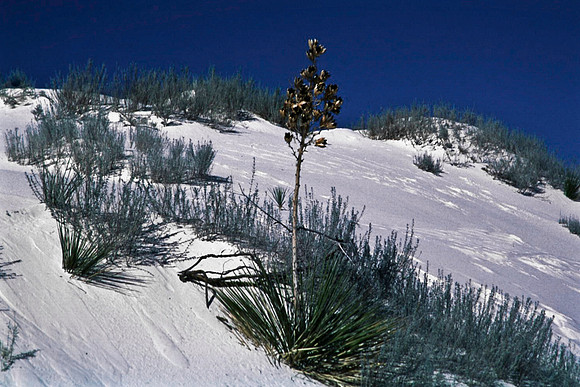 47894_B16_SL_COLOR_LA_MESILLA0_TO_WHITE_SOUNDS_NAT_MNY_HWY20_NM_97_1148.jpg