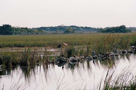 84694_EVERGLADES 33939__Azuley-R7-11A
