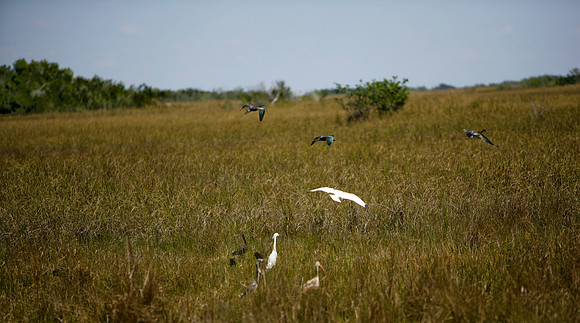 84673_ZV4N_1437_Everglades_Shark_Valley_FL_USA
