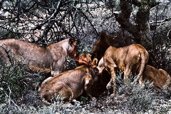 55448_SL_COLOR_LIONS_SUMBURU_KENYA_AFRICA_1989-2
