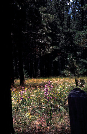 37878_B15_SL_COLOR_BANDELIER_TO_JEMEX_INDIAN_RES_HWY4_NM_97_37.jpg