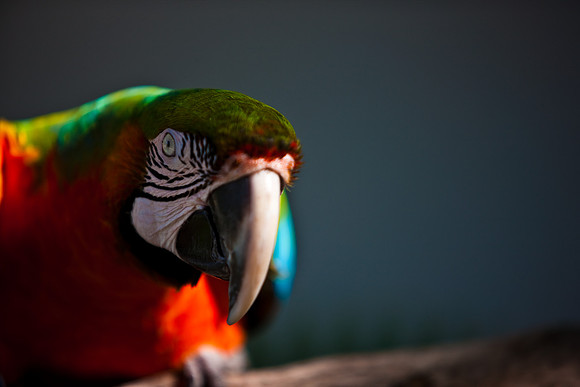 2903_DG_Island_Fisher_Birds_5l8Y_2925