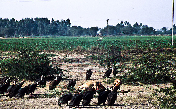 47305_SL_COLOR_INDIA_1987_1