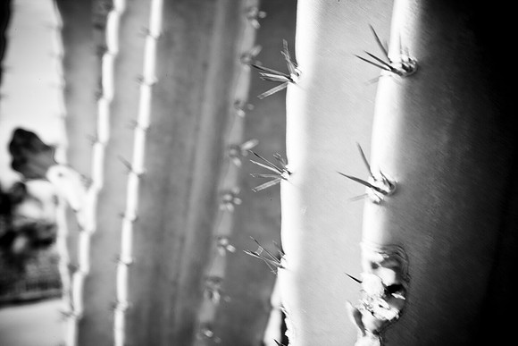 0031_DG_Cactus_Scottsdale_AZ_USA_2009_5L8Y5145