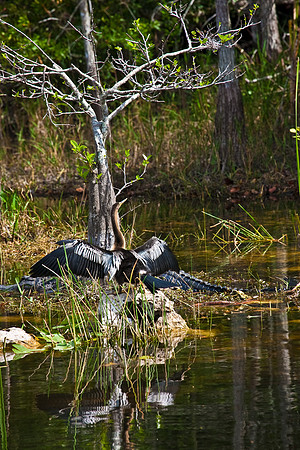 2528_EVERGLADES_MIAMI_FLORIDA_200903016_5L8Y2847