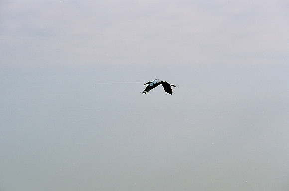 84694_EVERGLADES 33936__Azuley-R3-31