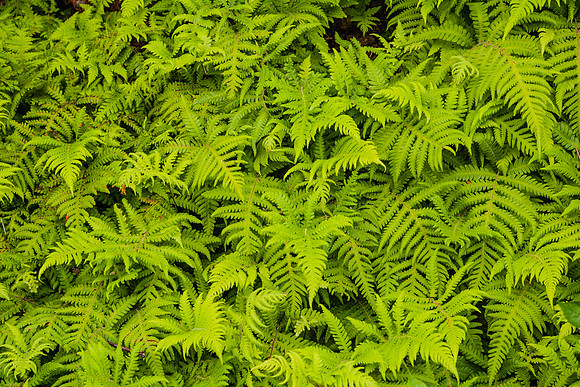 20060628_Maine_ZV4N1134