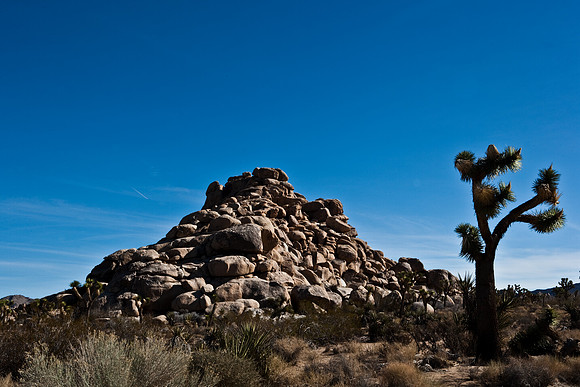 06646_DG_COLOR_JOSHUA_TREE_NAT_PARK_29_PALMS_CALIFORNIA_CA_USA_2007_ZV4N_414