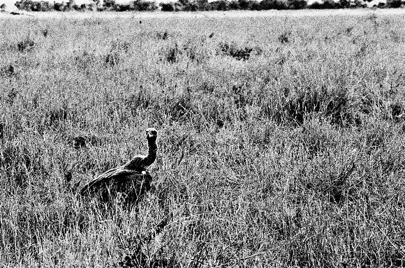 B3_82004_BW_194_Lion_Safari_Africa_89_10
