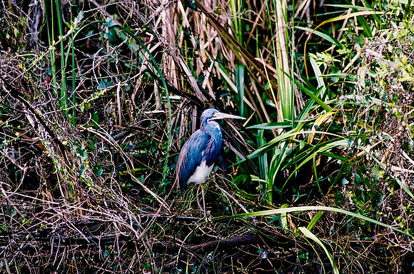 84694_EVERGLADES 33940__Azuley-R6-17A