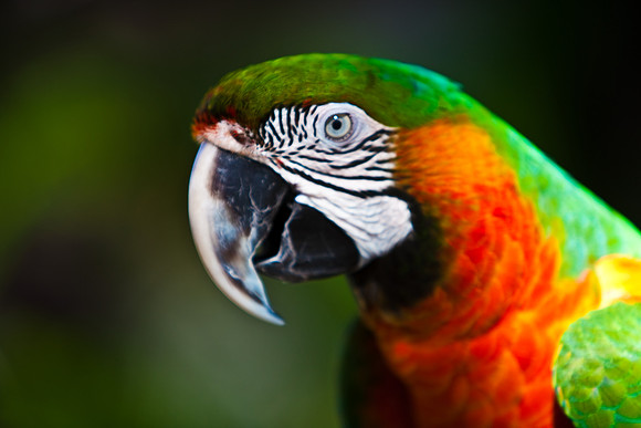 2903_DG_Island_Fisher_Birds_5l8Y_2946