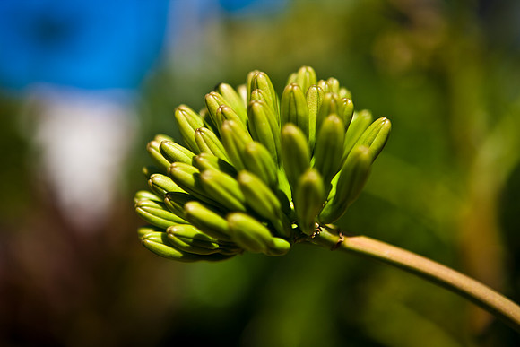 2903_DG_Flower_Plant_Fisher_20090130_5L8Y0334