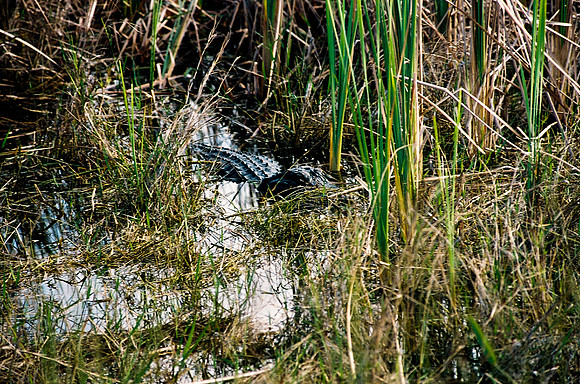 84694_EVERGLADES 33936__Azuley-R3-37