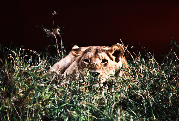 55454_SL_COLOR_LION_KILL_SUMBURU_KENYA_AFRICA_1989_15