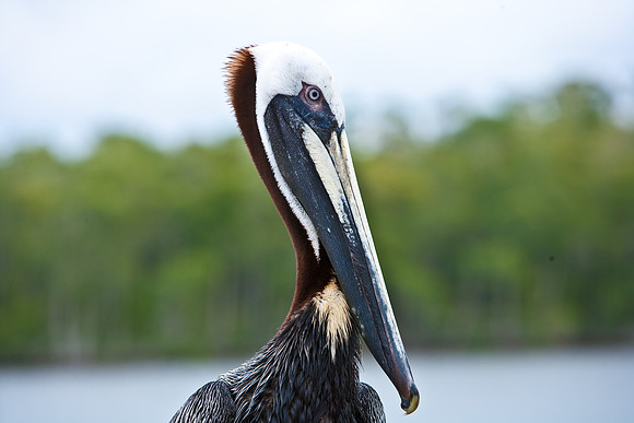 84681_ZV4N_7977_FL_USA_2008