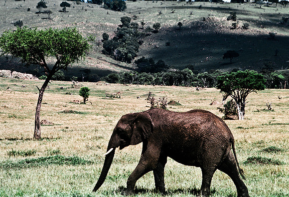 55392_SL_COLOR_ELEPHANTS_MASAI_KENYA_AFRICA_1989_4