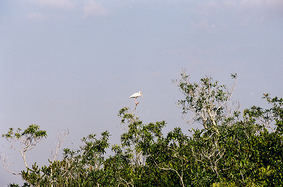 84694_EVERGLADES 33936__Azuley-R2-5