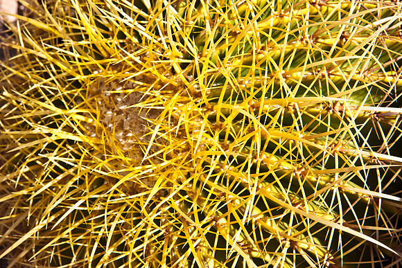 0031_DG_Cactus_Scottsdale_AZ_USA_2009_5L8Y5225