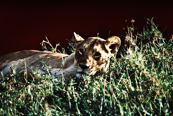 55454_SL_COLOR_LION_KILL_SUMBURU_KENYA_AFRICA_1989_12