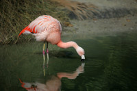 4975_DG_Fisher_Flamingos_Miami_FL_2010_IMG_0023