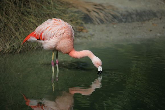 4975_DG_Fisher_Flamingos_Miami_FL_2010_IMG_0023