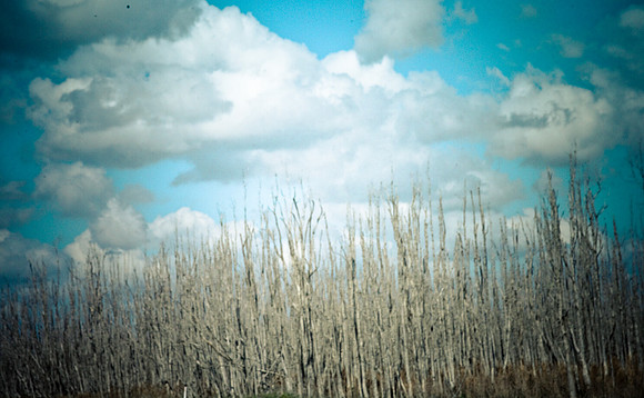 2527_EVERGLADES_MIAMI_FLORIDA_AOM_20090315__A0M1152