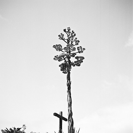 2371_FM_BW_SQ_CARMEL_MISSIONS_CA_02_5.jpg