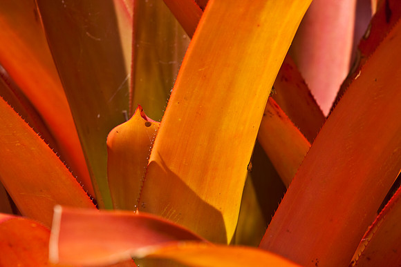 3001_Fisher_Plant_Miami_FL5L8Y2414