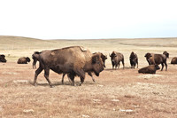 0044_North_Dacota_Fargo_to_South_Rapid_City_TO_CHEYENNE_5L8Y4170