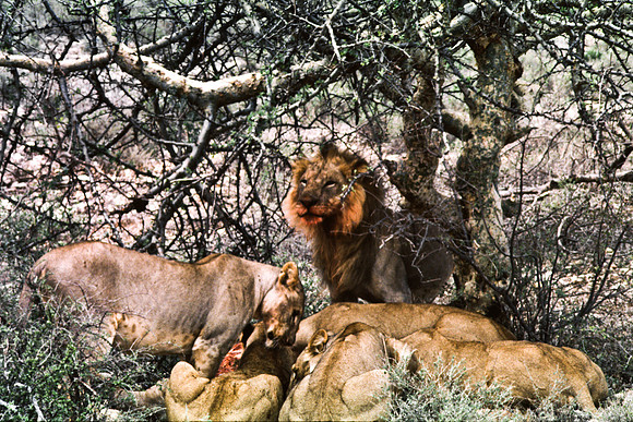 55448_SL_COLOR_LIONS_SUMBURU_KENYA_AFRICA_1989_6