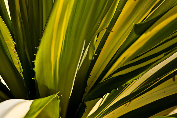 2905_DG_Fisher_Trees_Plants_Miami_FL_20090130_5L8Y0097