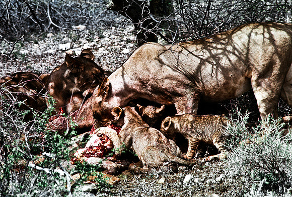55444_SL_COLOR_LIONS_SUMBURU_KENYA_AFRICA_1989_2-2